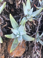 Dudleya virens