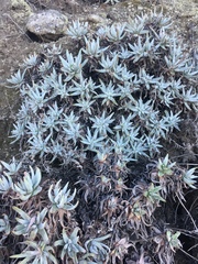 Dudleya virens