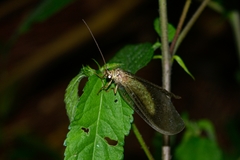 Adamsiana