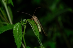 Adamsiana