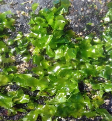 Ulva fasciata