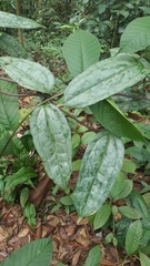 Smilax megacarpa