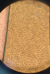 Ulva fasciata