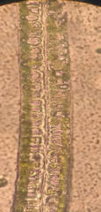 Ulva fasciata