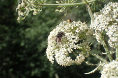 Graphomya maculata