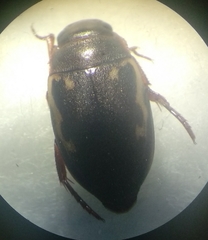 Platambus lunulatus