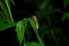 Adamsiana