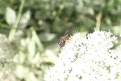 Graphomya maculata