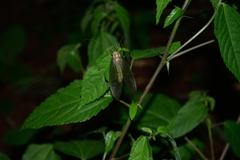 Adamsiana