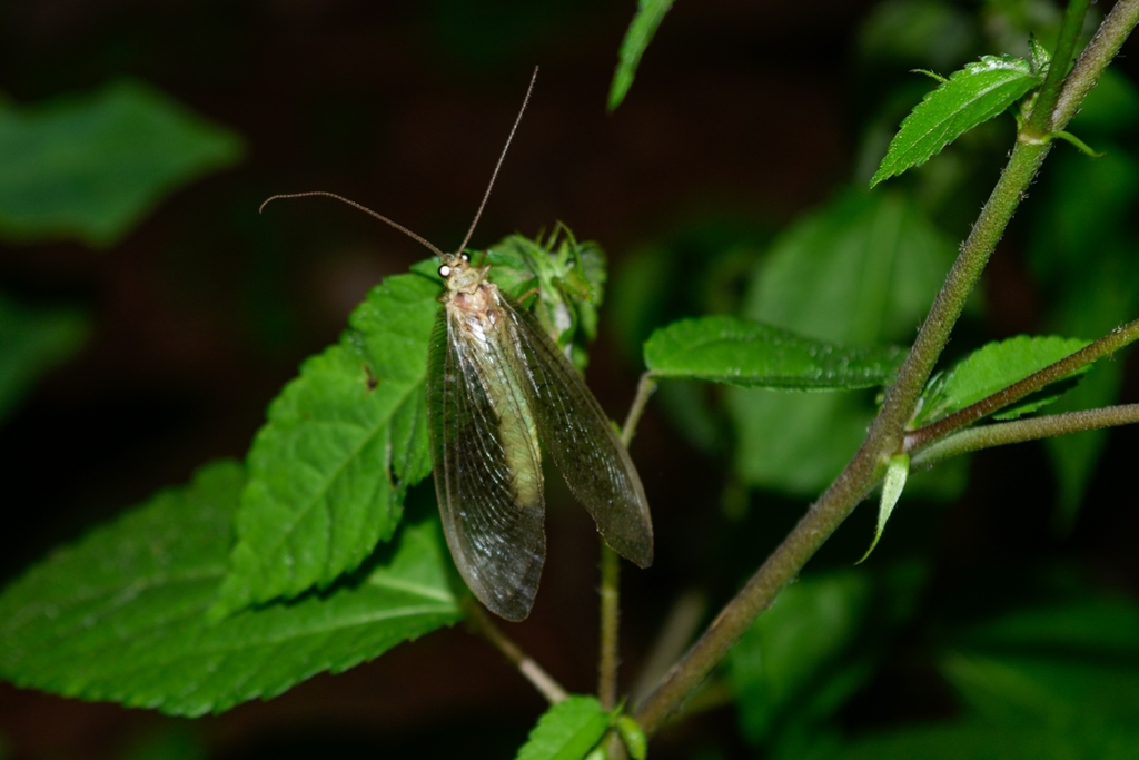 Adamsiana