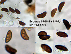 Anthostomella tomicoides