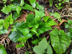 Viola acuminata