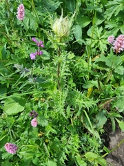 Cirsium obvallatum