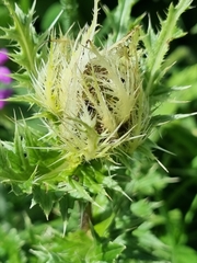 Cirsium obvallatum