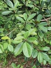 Ficus consociata