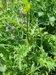 Cirsium obvallatum