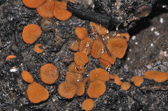 Anthracobia macrocystis