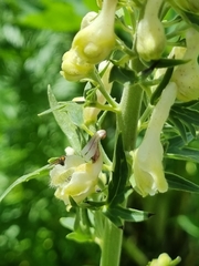 Aconitum orientale