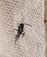 Brachygaster minuta