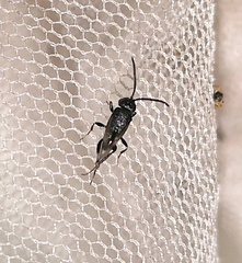 Brachygaster minuta