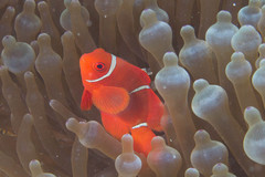 Amphiprion biaculeatus