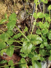 Vandellia setulosa