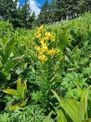Lilium kesselringianum