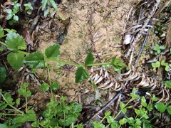 Vandellia setulosa