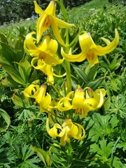 Lilium kesselringianum