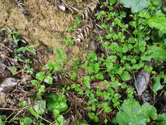 Vandellia setulosa