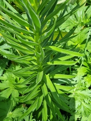 Lilium kesselringianum