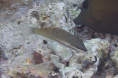 Stethojulis trilineata