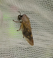 Omalophora pectoralis