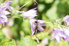 Andrena pandellei