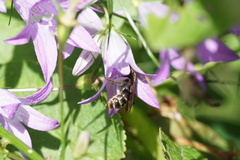 Andrena pandellei