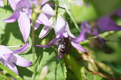 Andrena pandellei