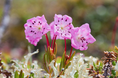 Kalmia microphylla microphylla