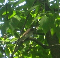 Muscicapa striata