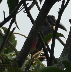 Pteroglossus torquatus