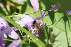 Andrena pandellei