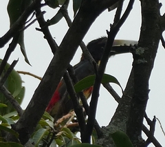 Pteroglossus torquatus