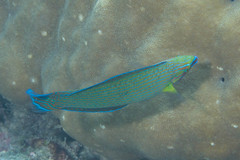 Halichoeres richmondi