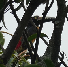 Pteroglossus torquatus