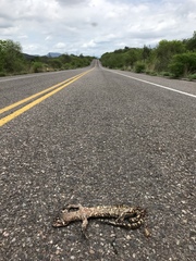 Heloderma exasperatum