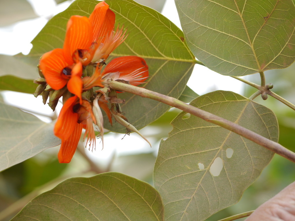 Vông vang – Erythrina subumbrans