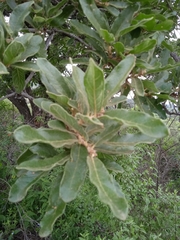 Quercus deserticola