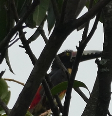 Pteroglossus torquatus