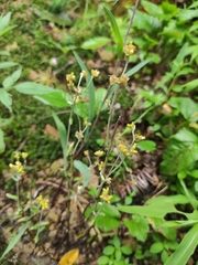 Pseudognaphalium hypoleucum