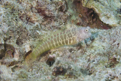 Salarias segmentatus