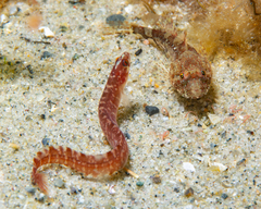Myoxocephalus